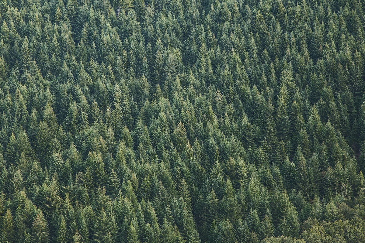 Aerial photo of a forest.