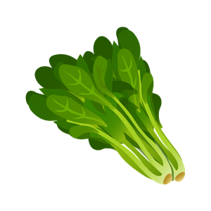 Illustration of a fresh bunch of green spinach leaves with stems.