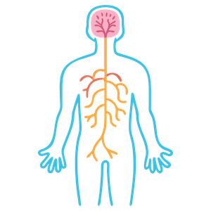 Illustration of a human outline showing the brain and nervous system in pink and orange inside the body.