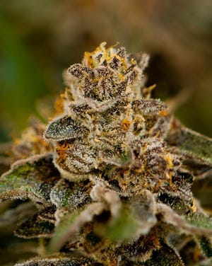 Uplyfted has a variety of strains and products to fit all preferences.