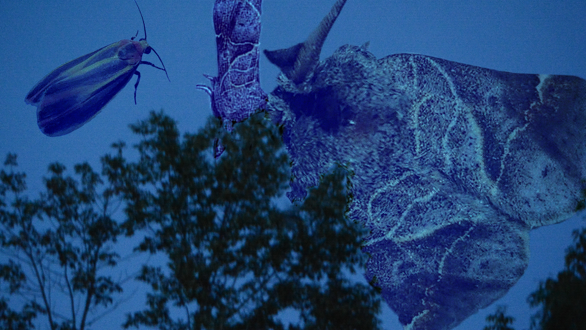 Moth Night 2025: Mothing but the Best