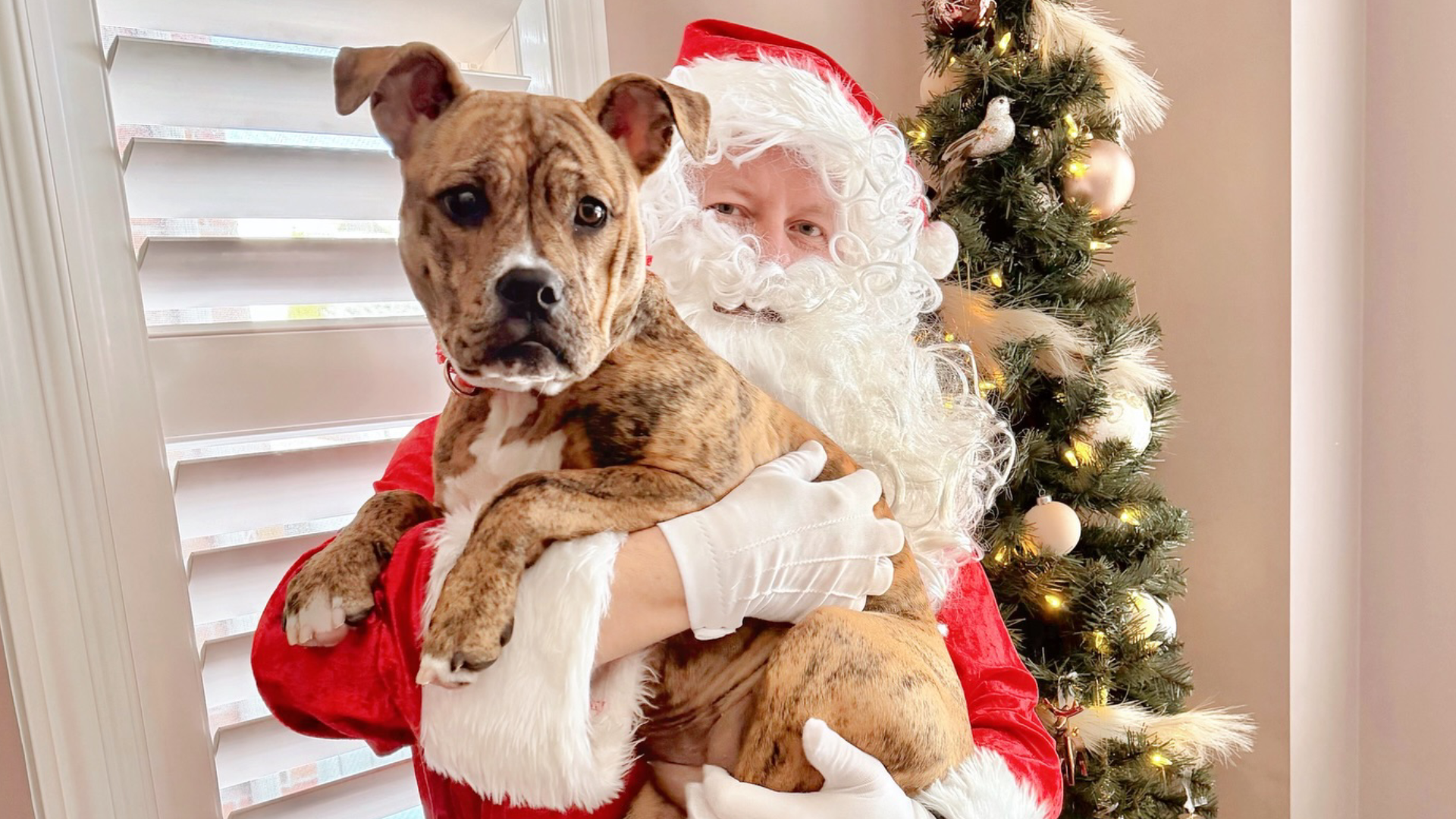 Peterborough Humane Society Launches Year-End Fundraiser