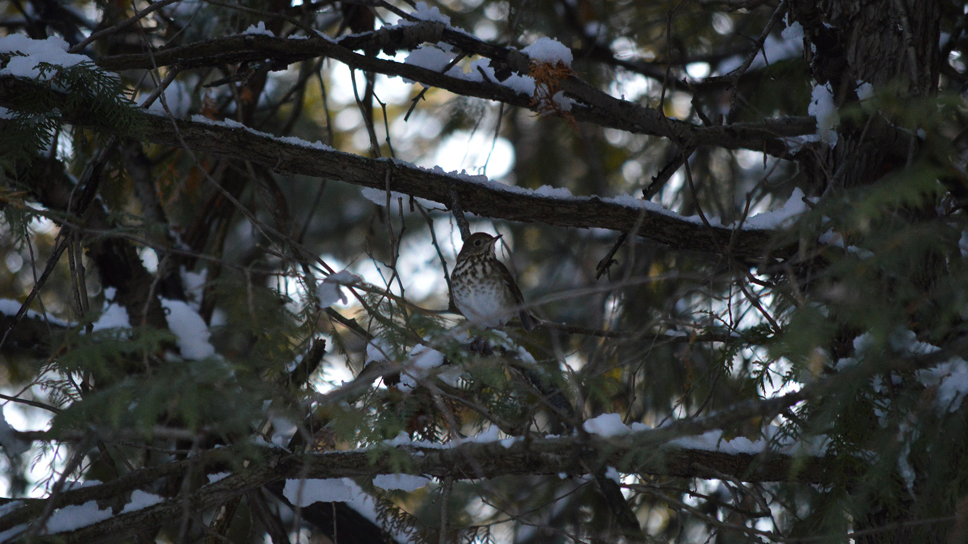 Winter Has Standards, and Birds Know Better