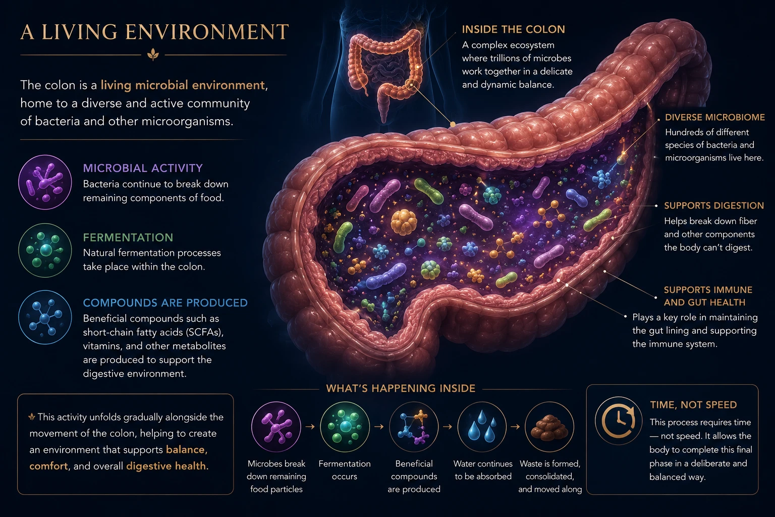 The Colon – The Final Phase of Digestion