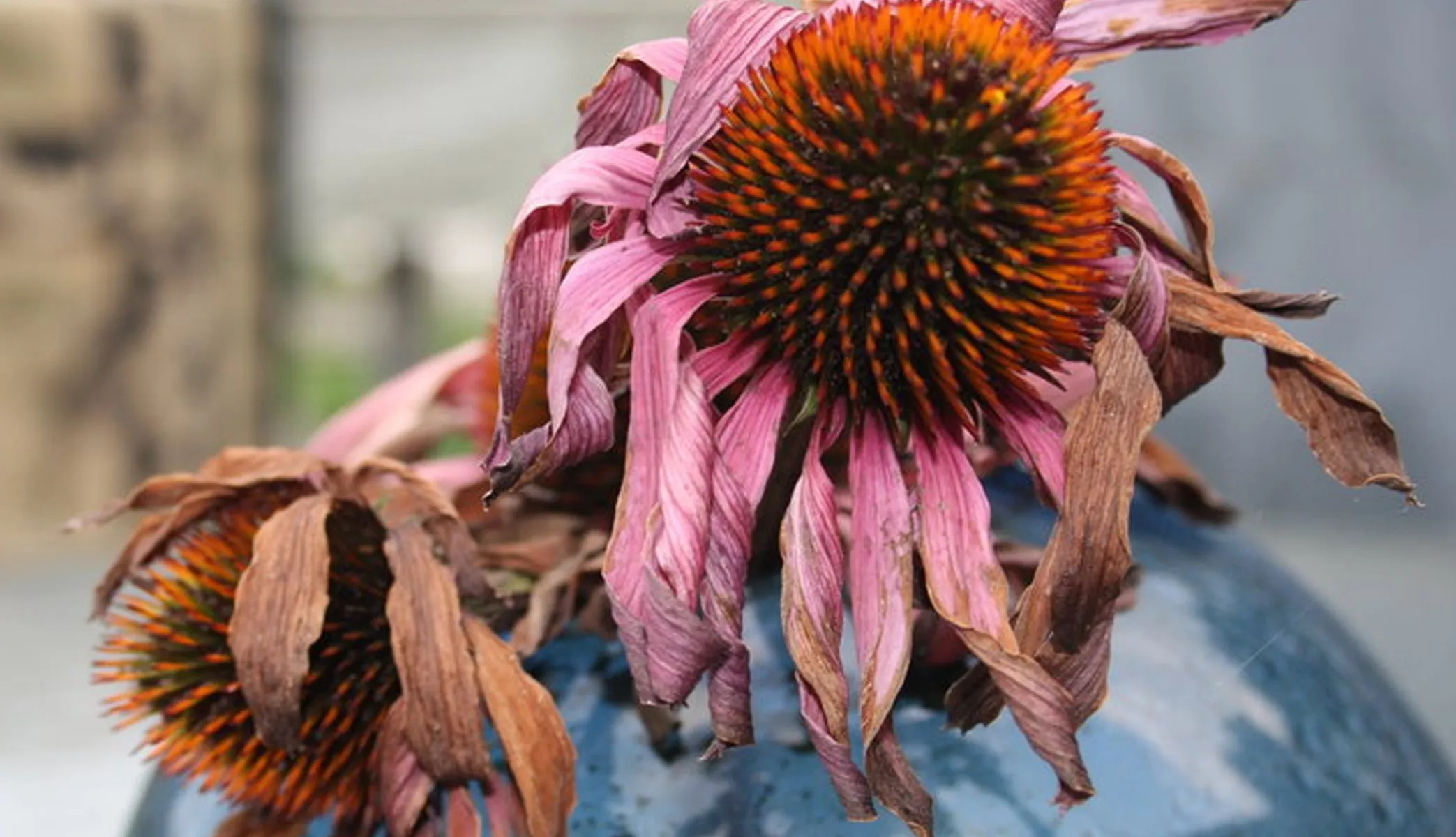 Dying flowers Libby Chisholm