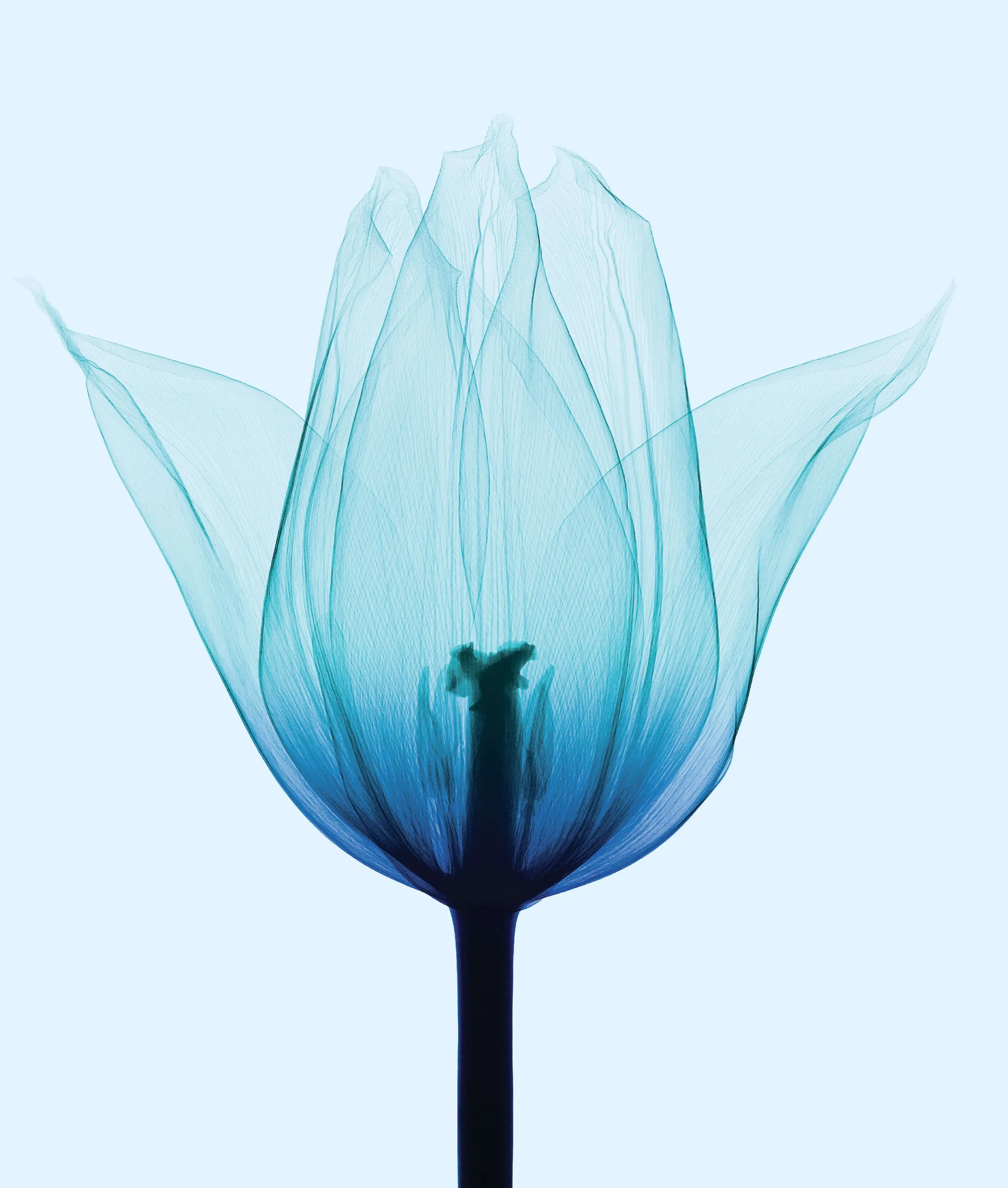 Depot-Flower-Photography-Beauty-Bare