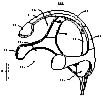 红光理疗头盔 (M-16)