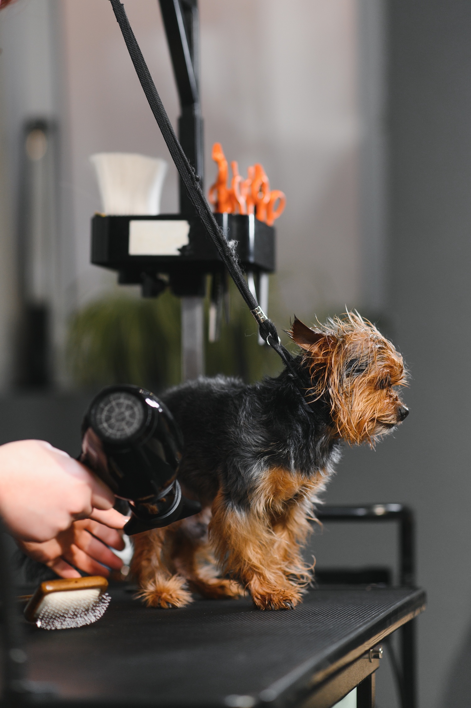 Pet Groomers