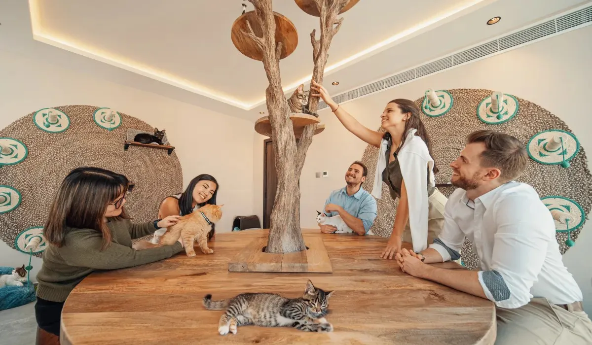 The Nas House cat room with climbing trees and cats