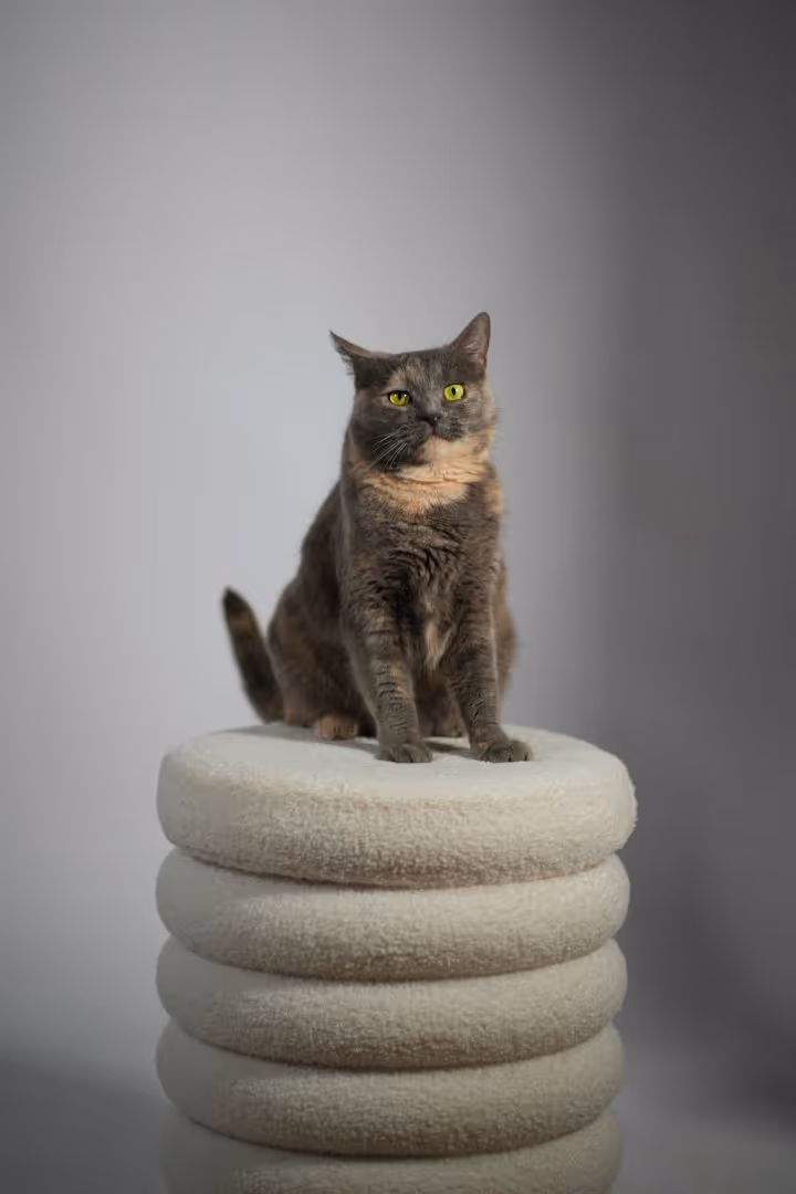 Chat gris assis sur un tabouret blanc rond et moelleux devant un fond gris simple.