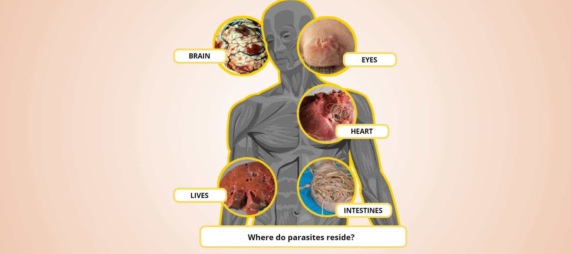 Parasinol Official.png