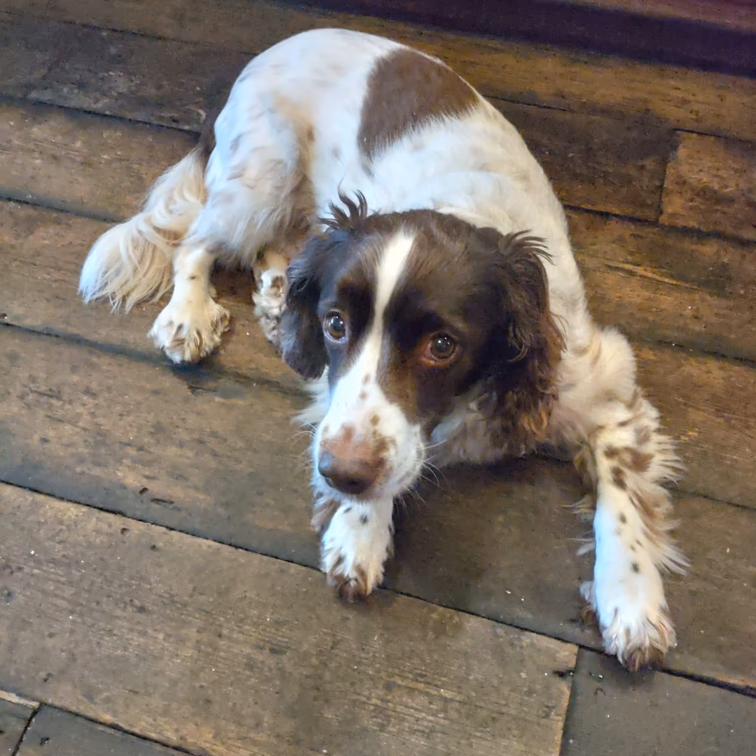 Brown and white spaniel dog