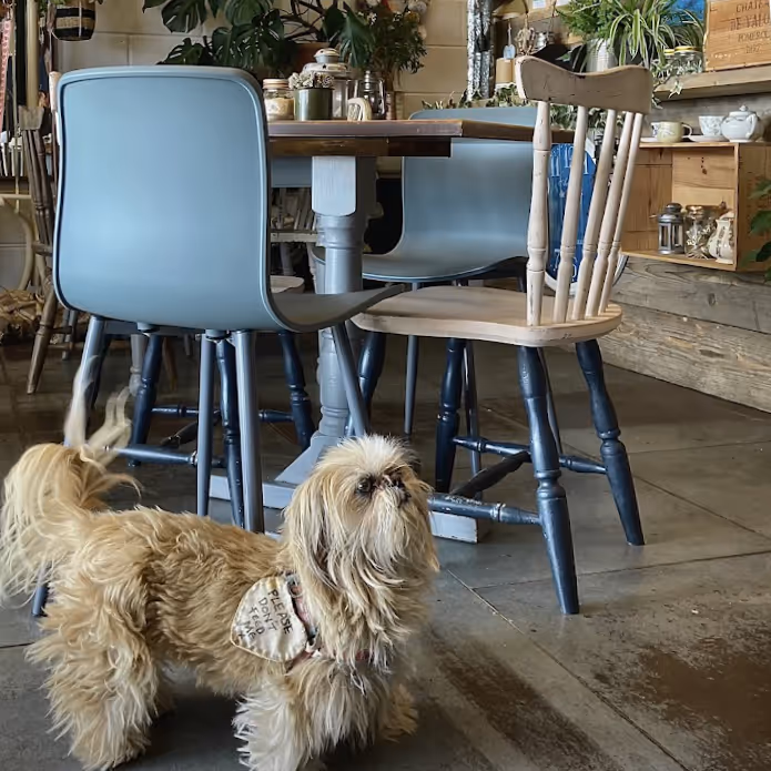 Interior of a cafe with a small cute dog