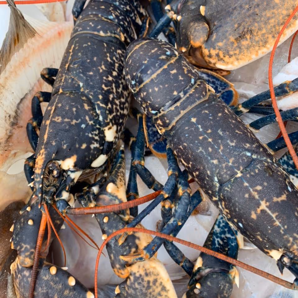 Freshly caught lobsters