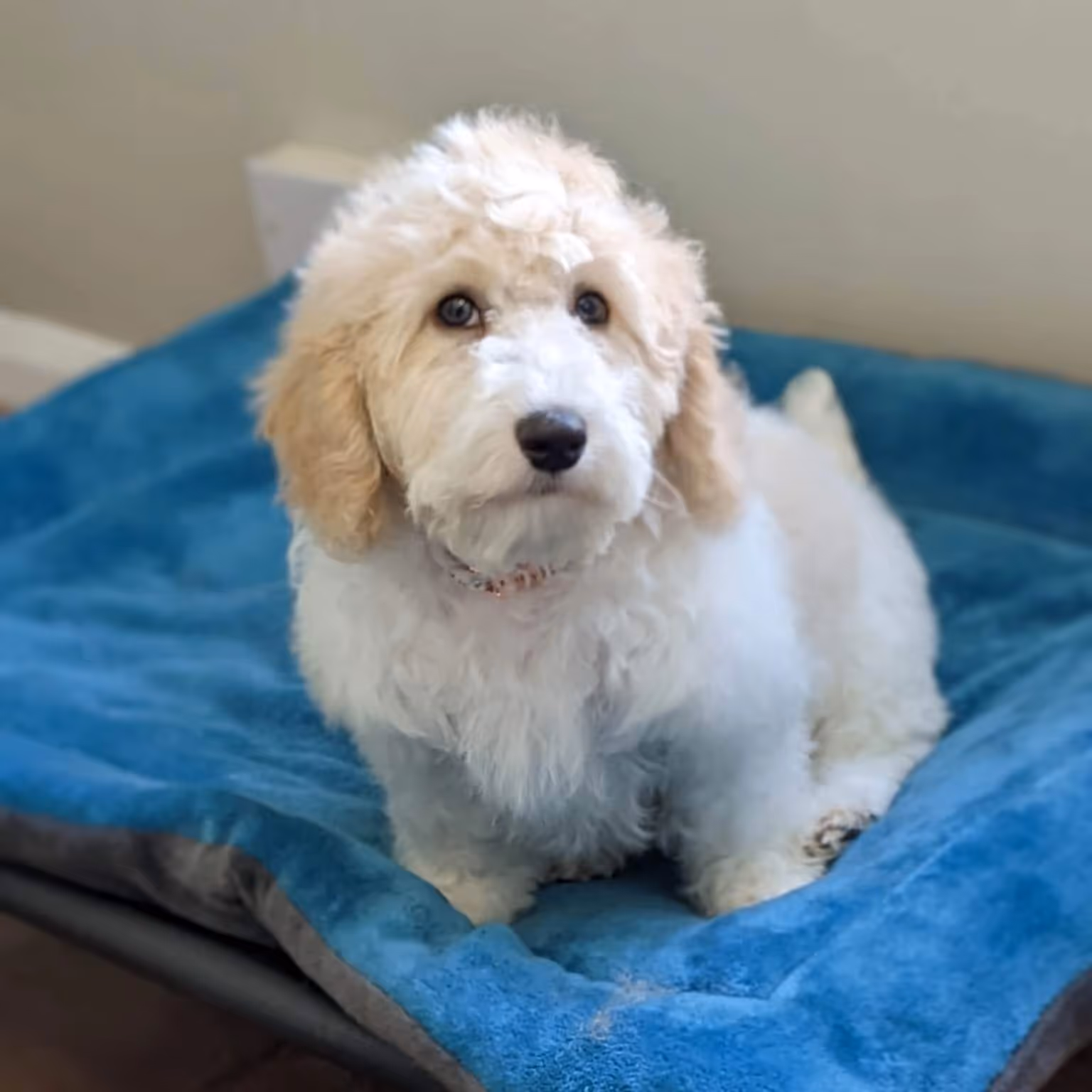 Small fluffy dog on a bright blue pet bed