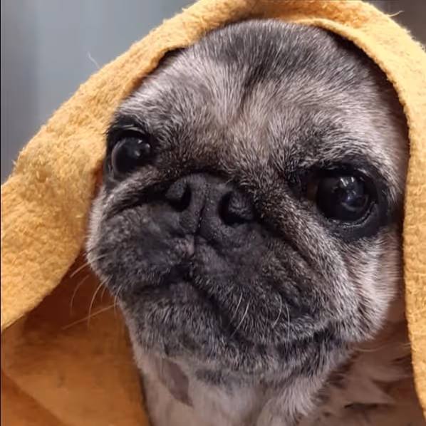 Pug wrapped in a yellow blanket