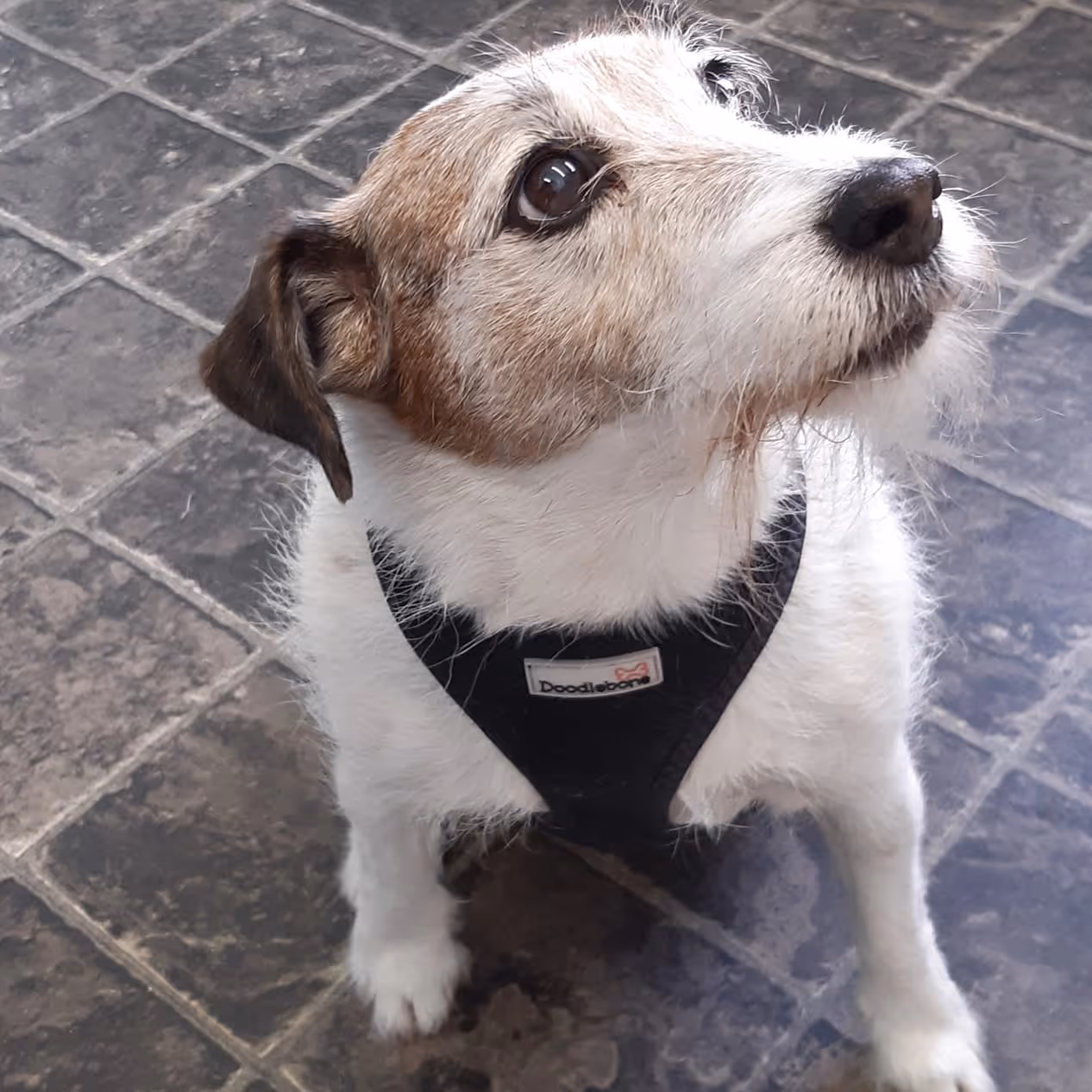 Jack Russel Terrrier wearing a black harness