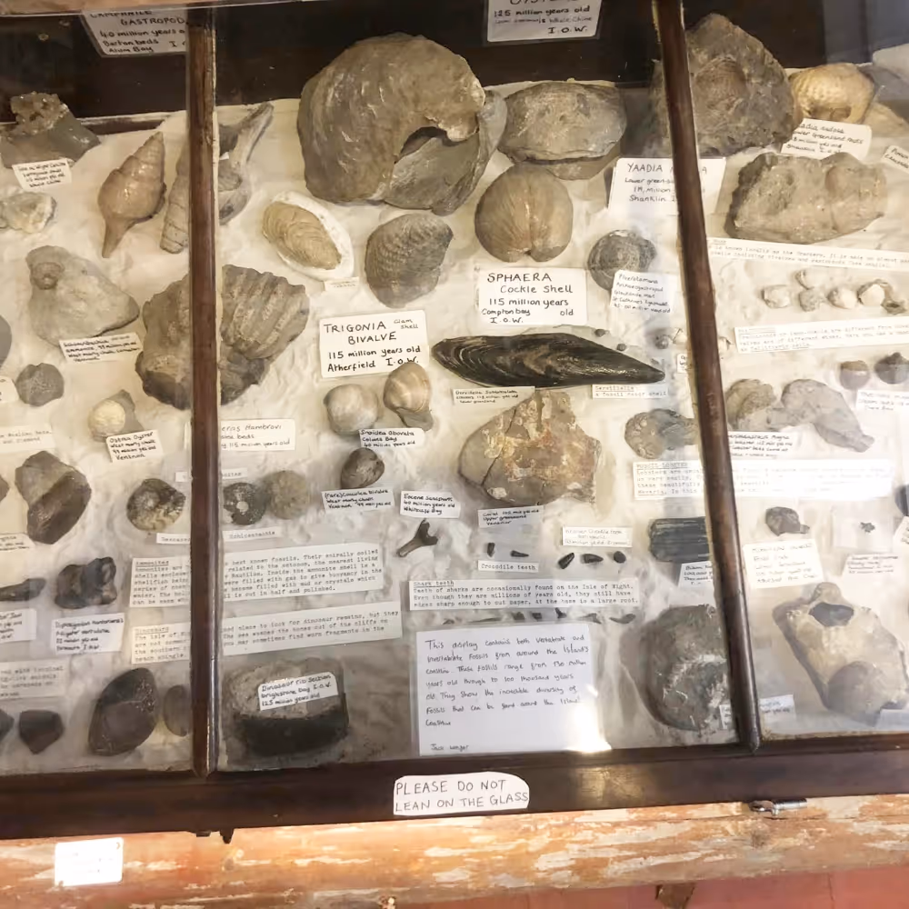 Display case of fossils