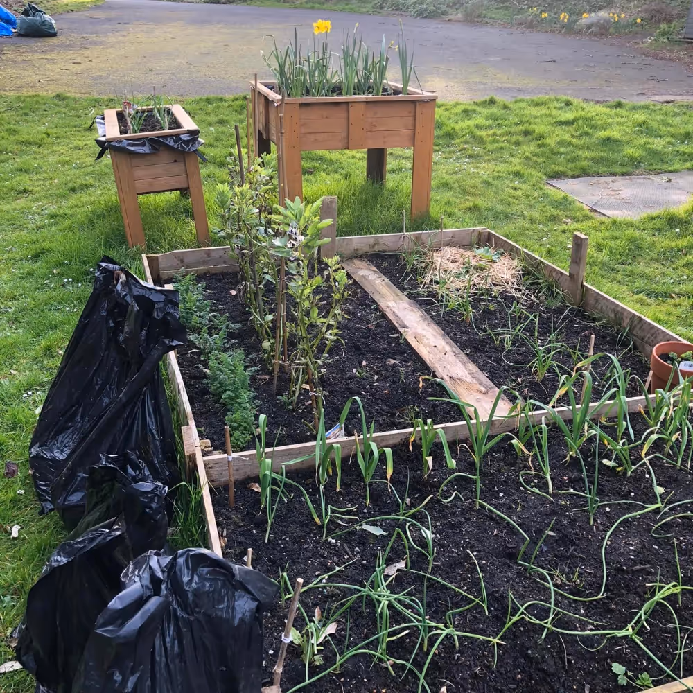 Allotment vegetable beds
