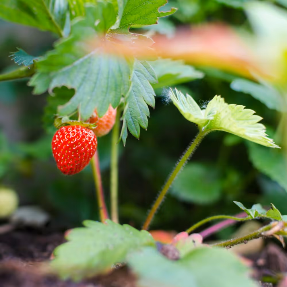 Ripe strawberries growing