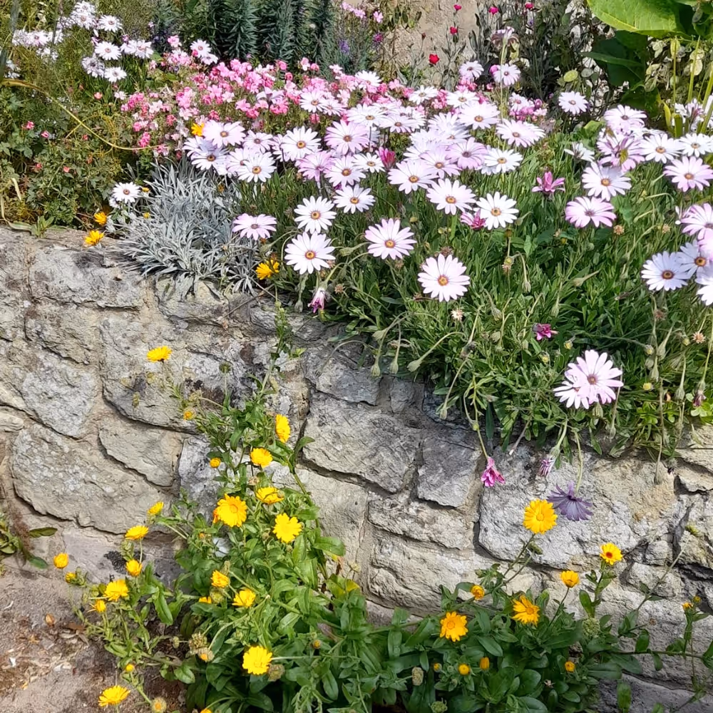 Flowering plants trailing over a stone wall