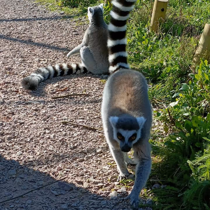 Lemurs in a zoo