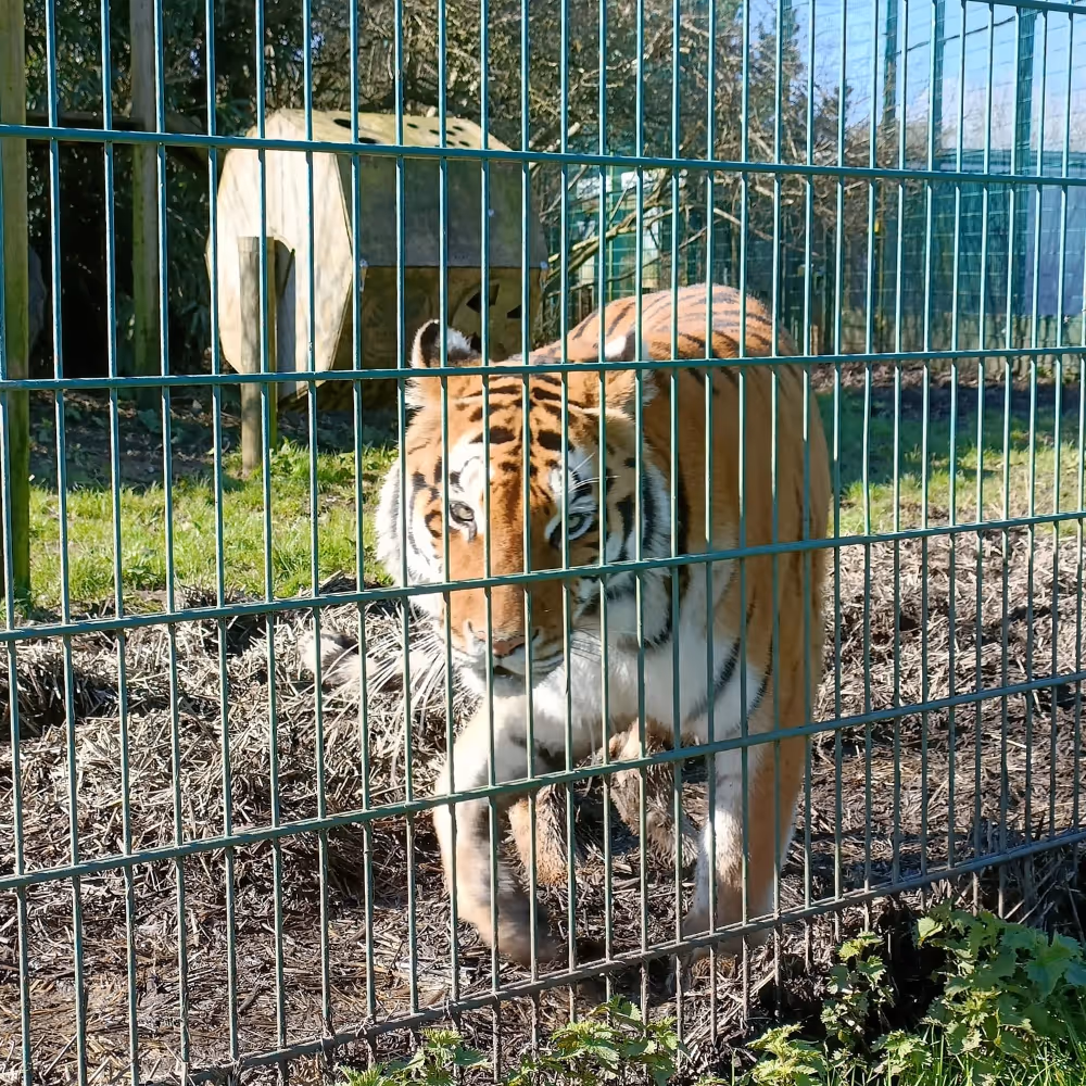 Tiger in a zoo