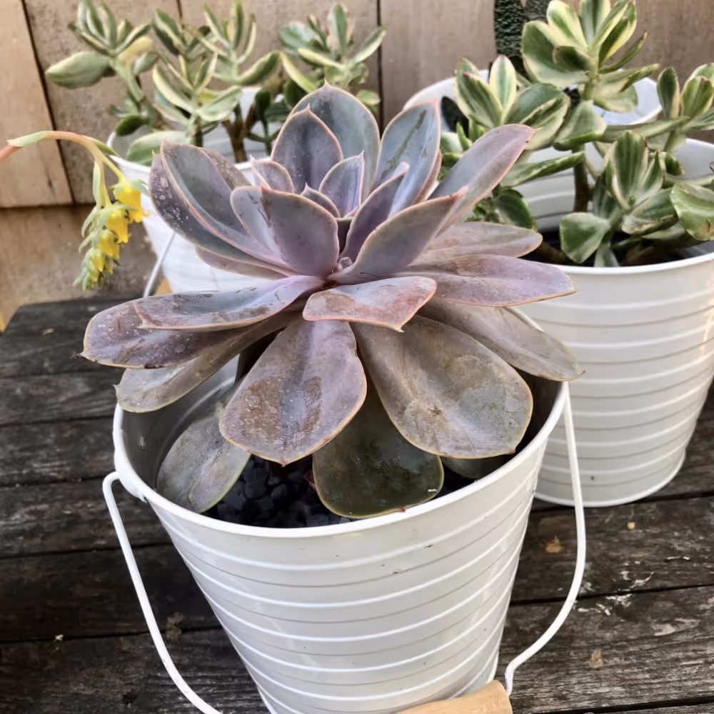 Succulents in pots