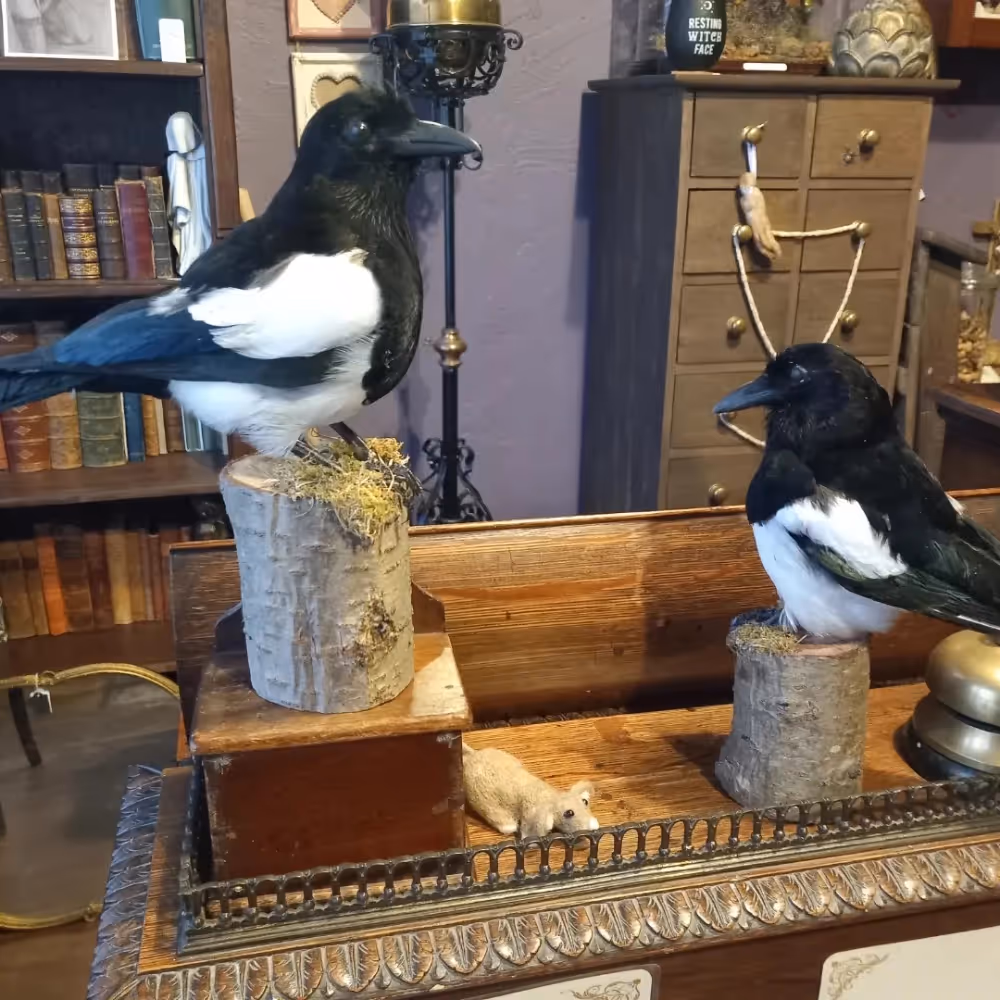 Two taxidermy magpies on a wooden table