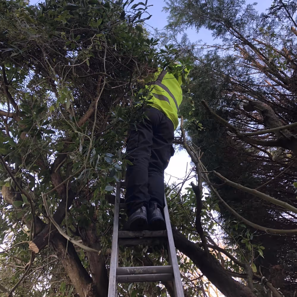 A man up a ladder pruning a tree