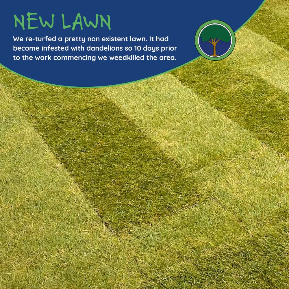 Newly laid turf