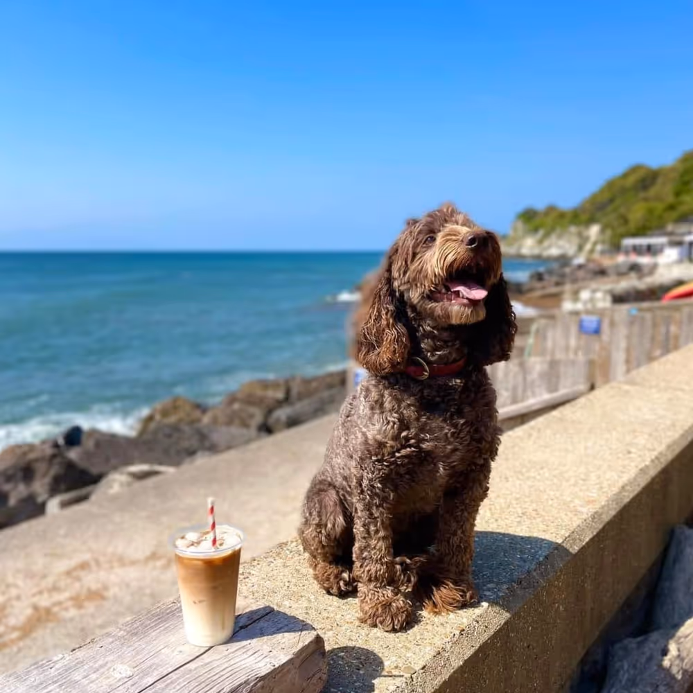 A dog and a mug of coffee, sitting on a wall by a beach