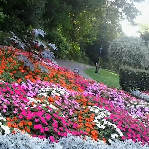 Bedding plants in a public park