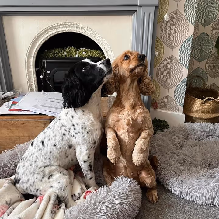Two spaniels in their beds in front of a fireplace