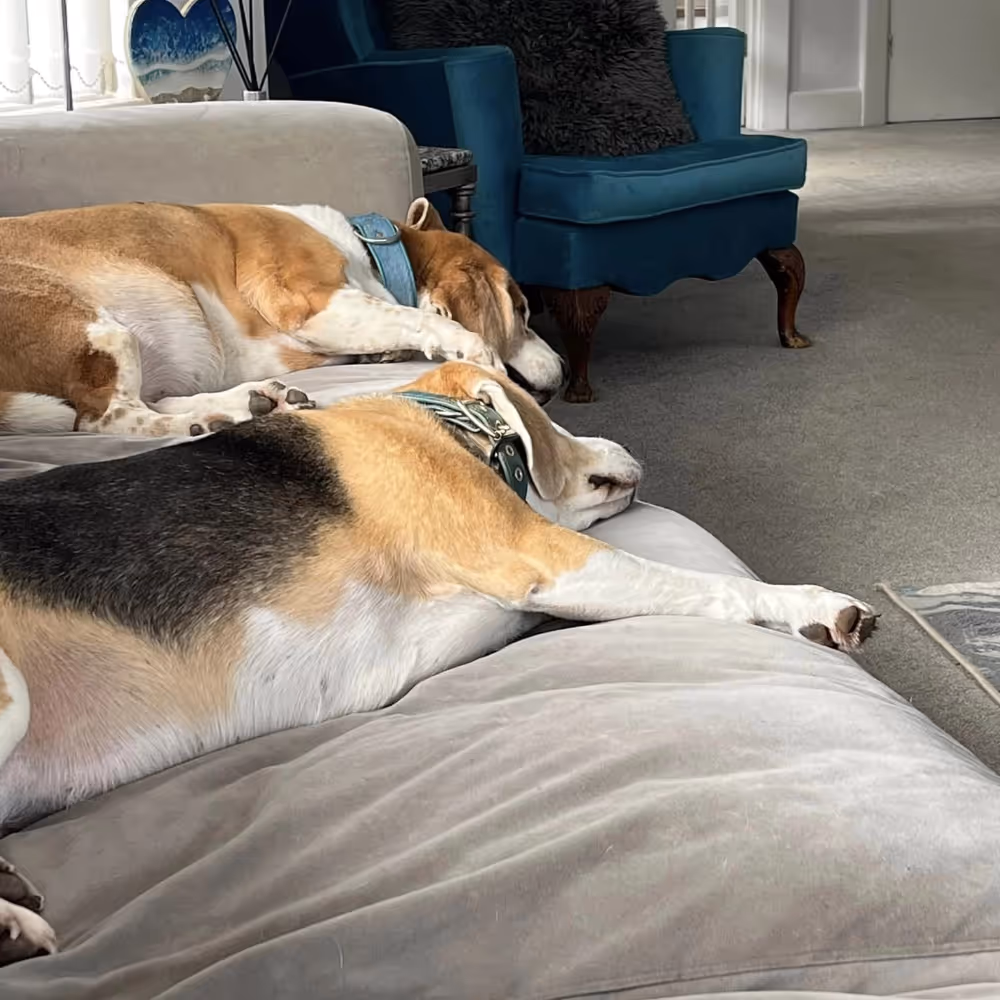 Two tan, black and white dogs lying on a sofa