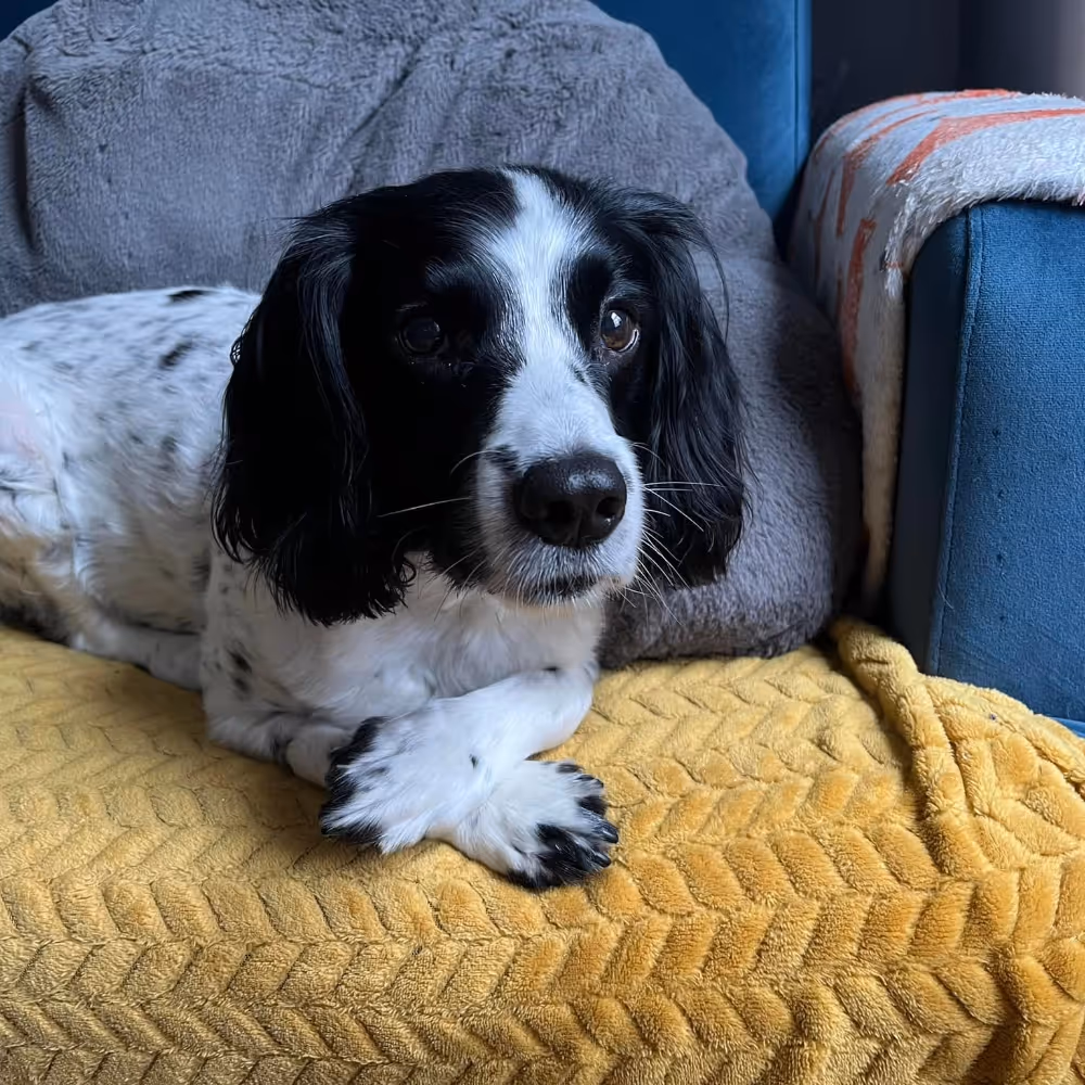 A black and white spaniel dog lying on a yellow blanket