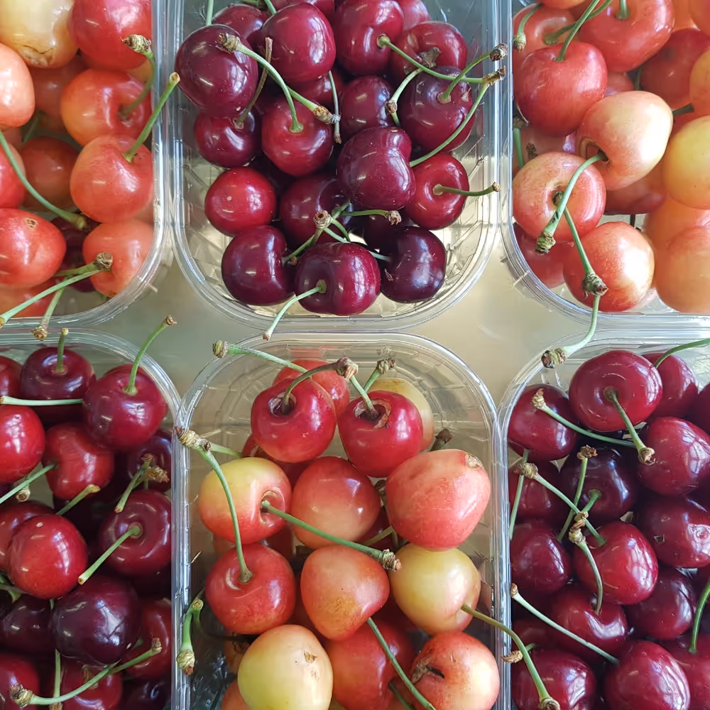 Punnets of white and red cherries