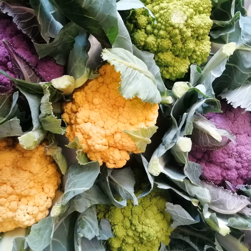 Colourful green, yellow and purple cauliflowers in a greengrocers