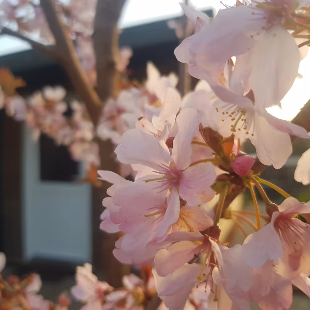 Cherry blossom in bloom