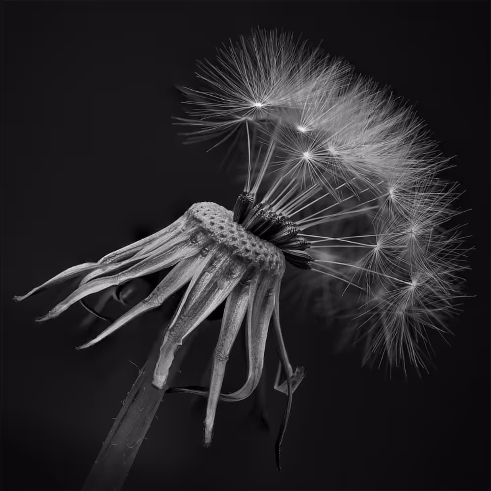Black and white photo of a dandelion seed head