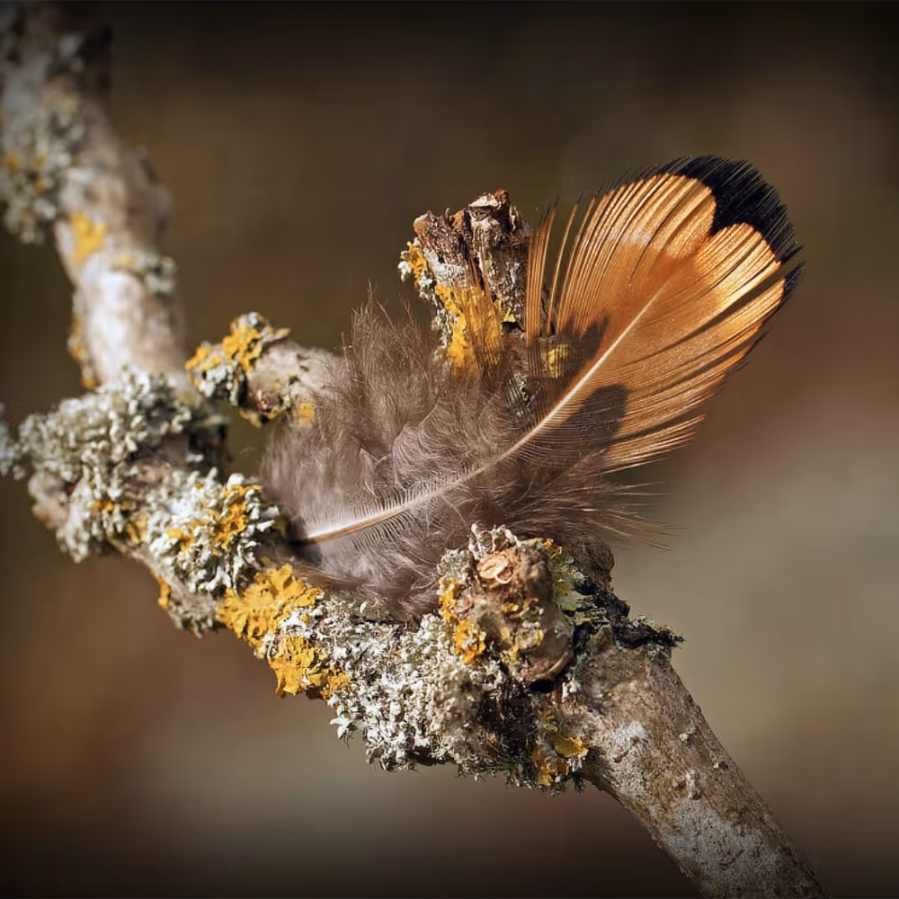 A feather caught in lichen on a branch