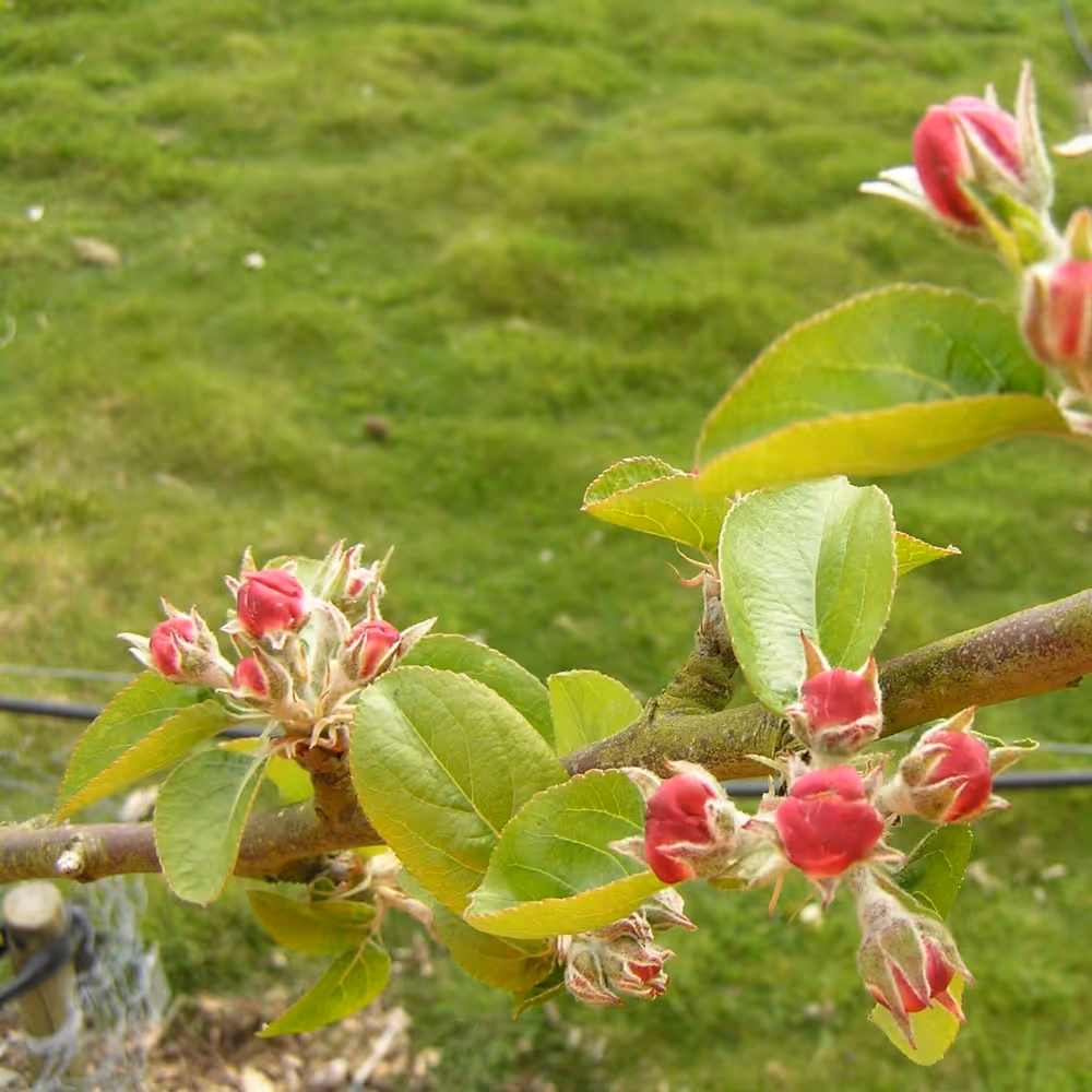 Buds of apple blossom waiting to burst open
