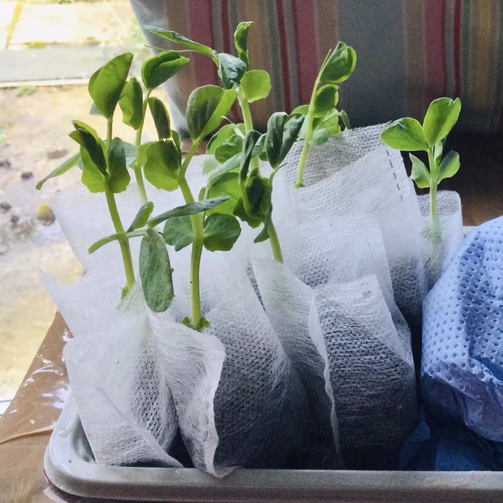 Seedlings in a plant tray