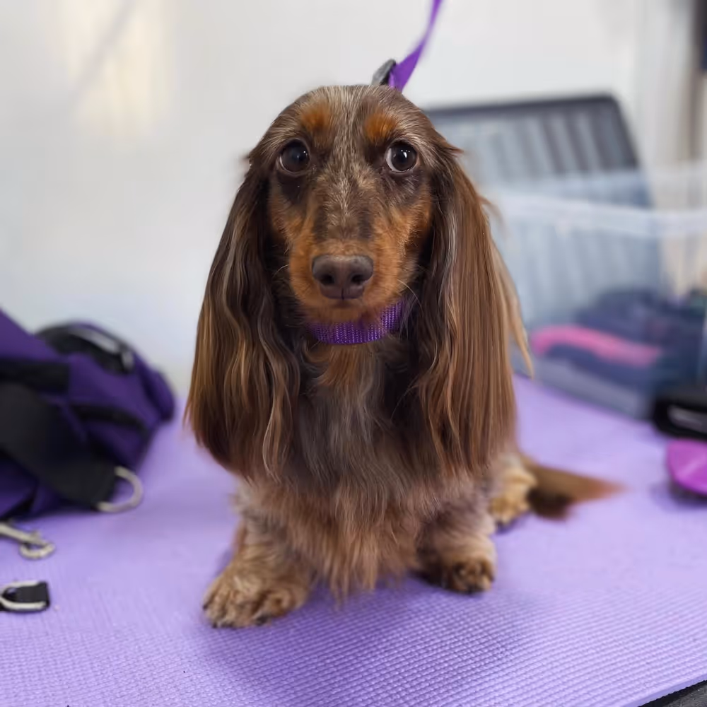 A small brown fluffy dog on a lilac mat
