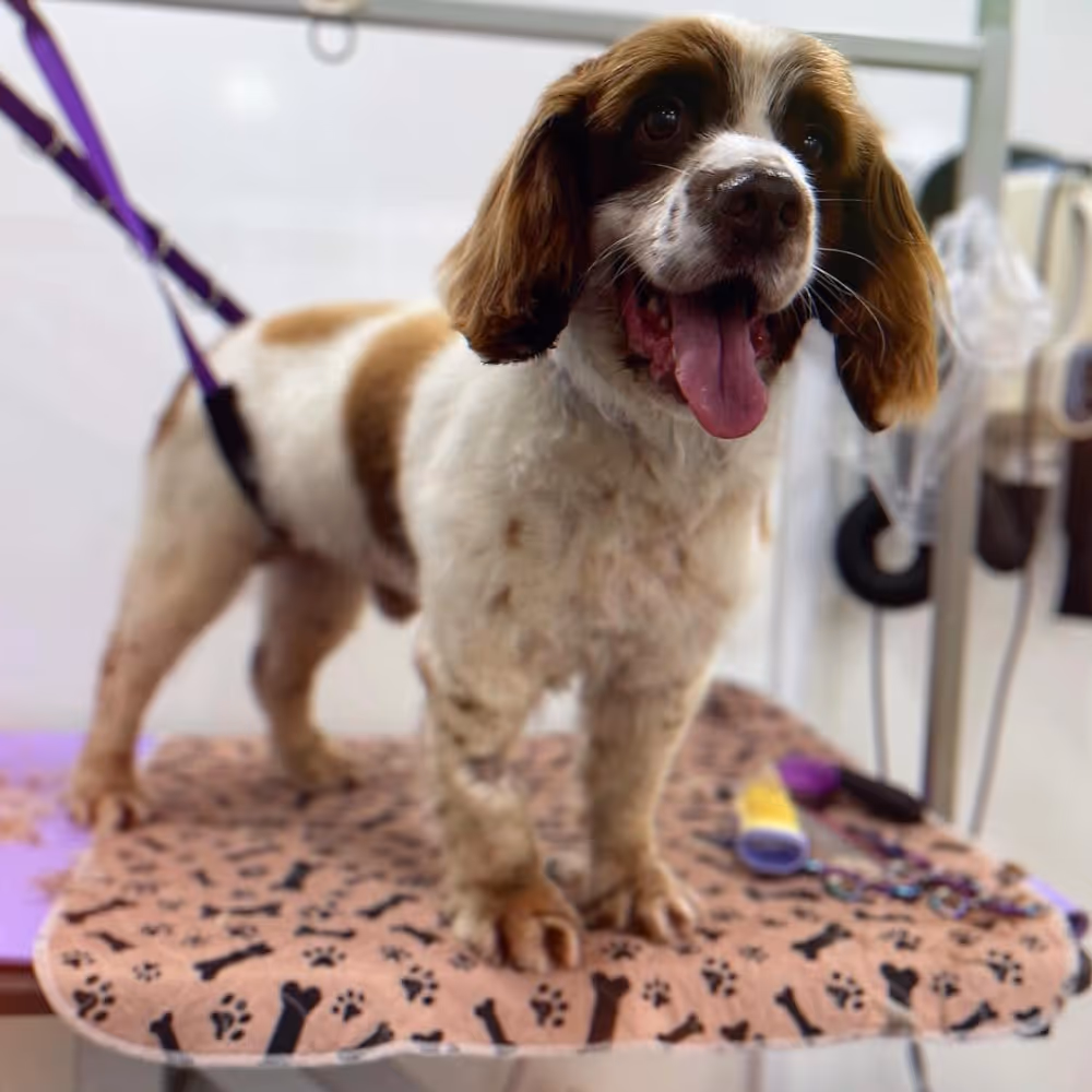 A white and brown spotted dog