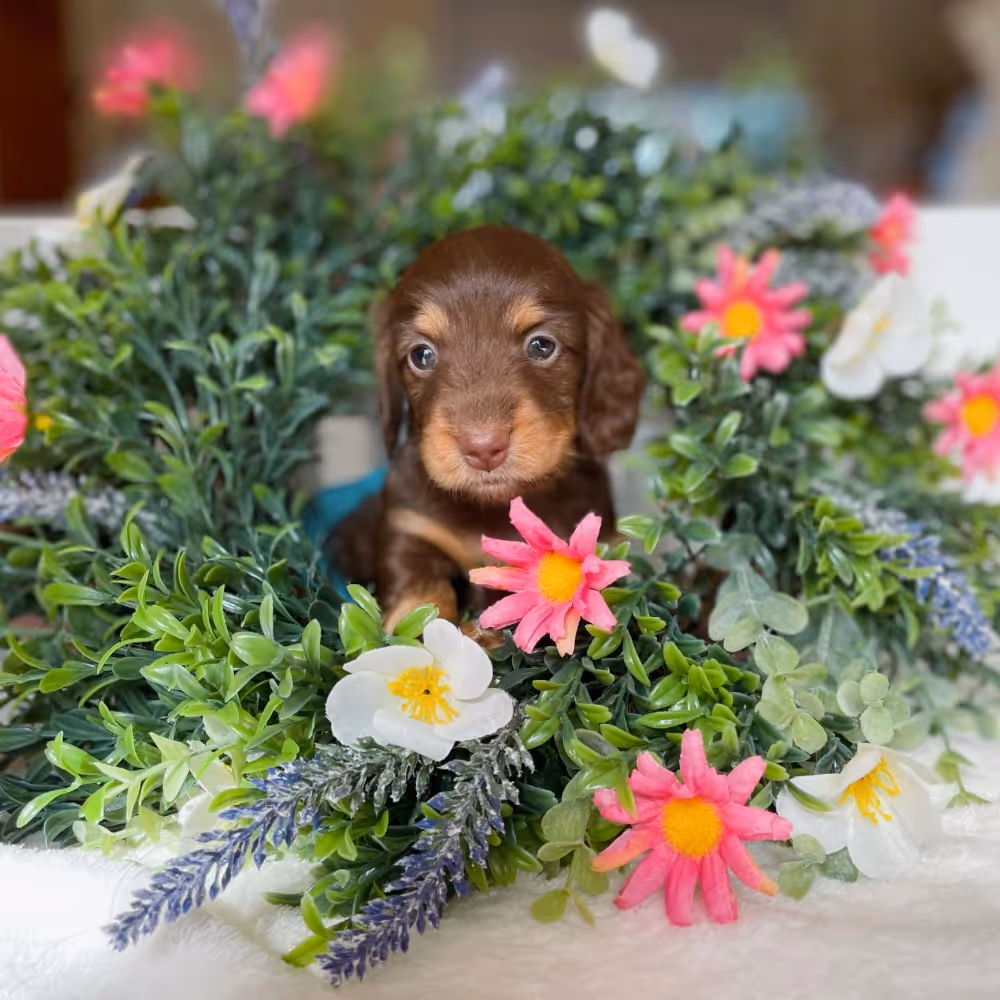 A little brown puppy peering out of a floral wreath