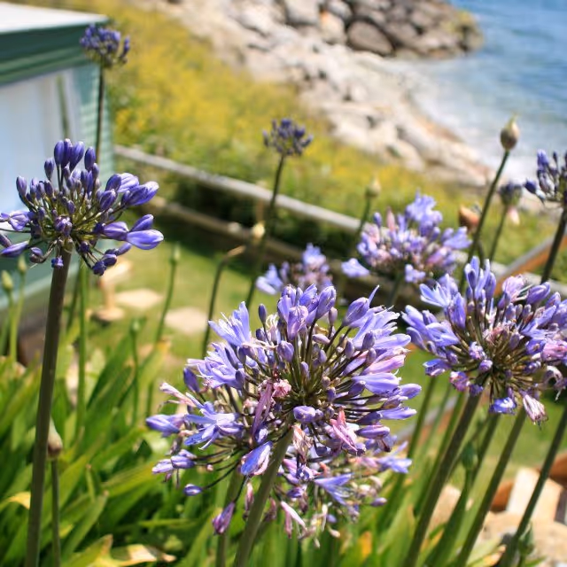Looking through blooms of agapanthus down to a caravan with a beach beyond