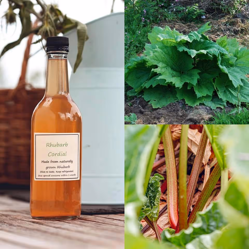A bottle of homemade rhubarb cordial, and the plants that provided the ingredients