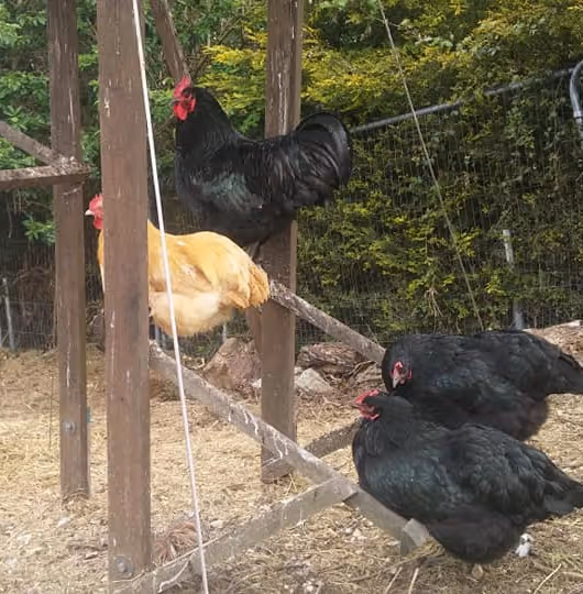 Chickens hopping up into their coop