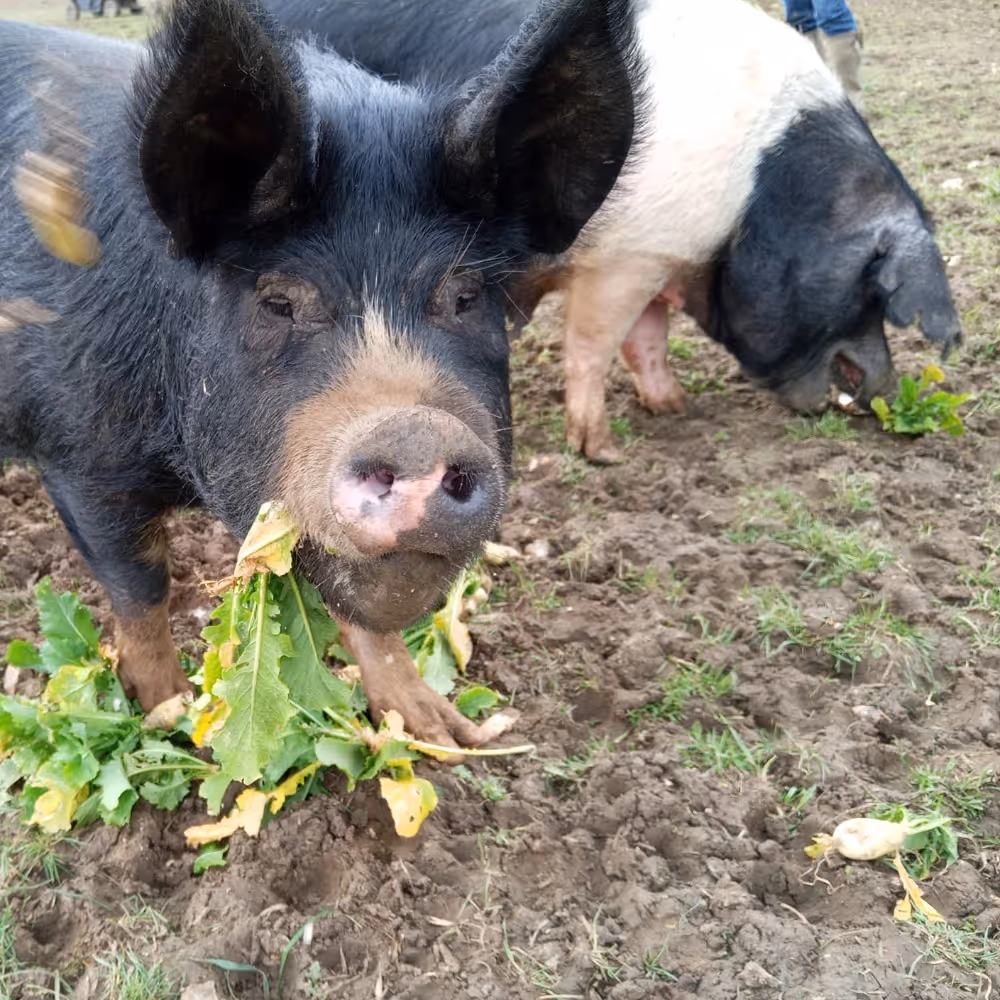 Two pigs enjoying their leafy lunch